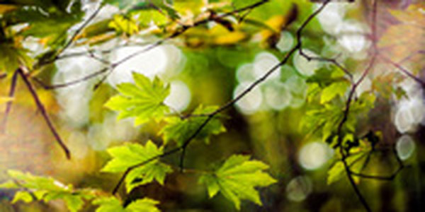 Температурный фон в Приморье повысился