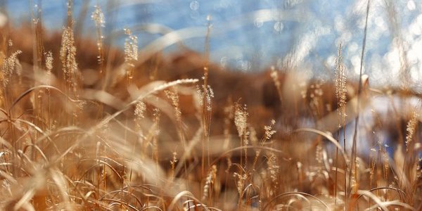 Очередные «температурные качели» ждут Приморье на следующей неделе