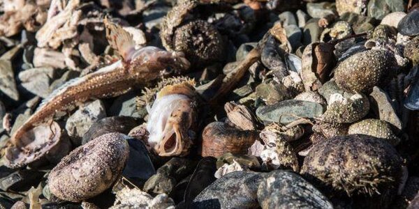 Причины экологической катастрофы на Камчатке пока неясны