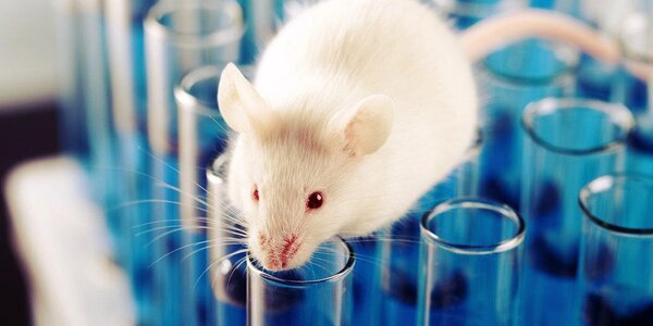 Японская вакцина от коронавируса прошла успешные испытания на животных