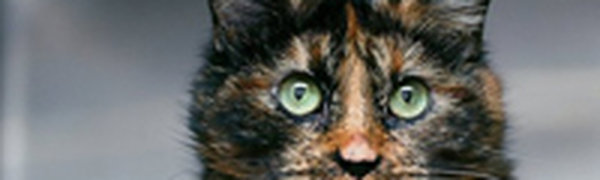 Ловкий кот в кабине самолета задержал рейс 