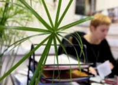 Растения защищают офисных работников