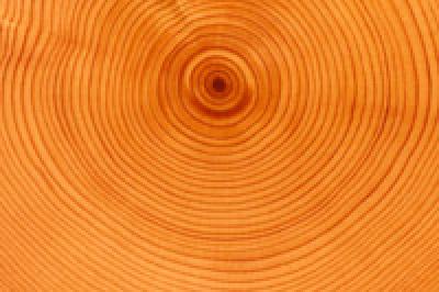 Ученые прогнозируют природные катаклизмы по годичным кольцам деревьев