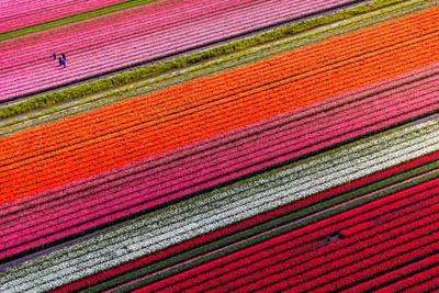 Гигантское поле цветов в Китае показали с воздуха (ФОТО)