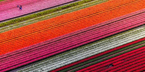 Гигантское поле цветов в Китае показали с воздуха (ФОТО)