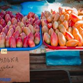 За осенними овощами и фруктами – на центральную площадь Владивостока