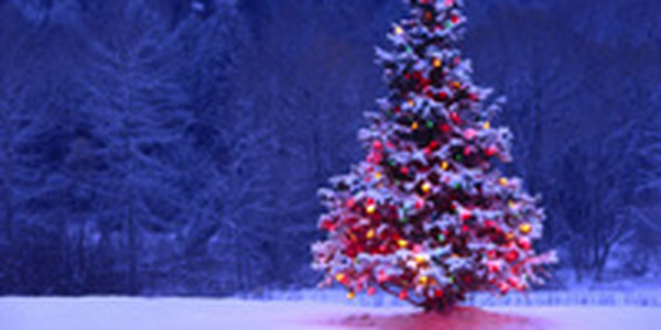 На каждой новогодней ели живет целый город насекомых