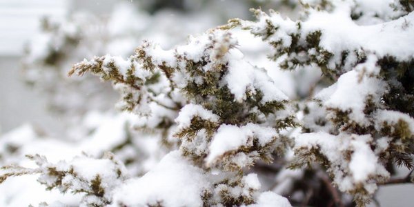 Снег во Владивостоке начнёт ослабевать к вечеру, но усилится ветер