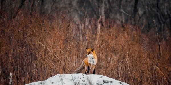 Климатический портрет января в Приморье