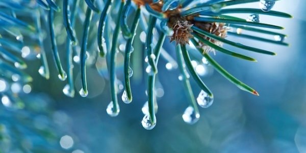 Аномальная оттепель в разгар зимы на юге Сибири