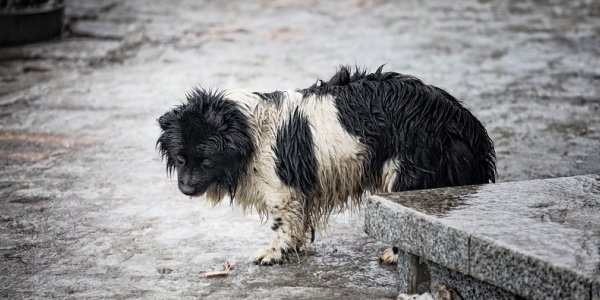 Необычный февраль принесёт в Приморье дождь со снегом и гололёд