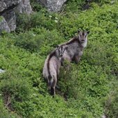 Май в Сихотэ-Алинском заповеднике: время леса одевать