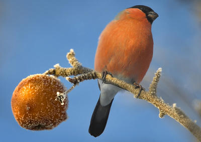 До конца недели в Приморье сохранится морозная погода