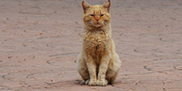 Коты в японском стиле