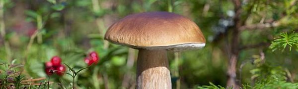 Минсельхоз решил взять под контроль сбор грибов и ягод