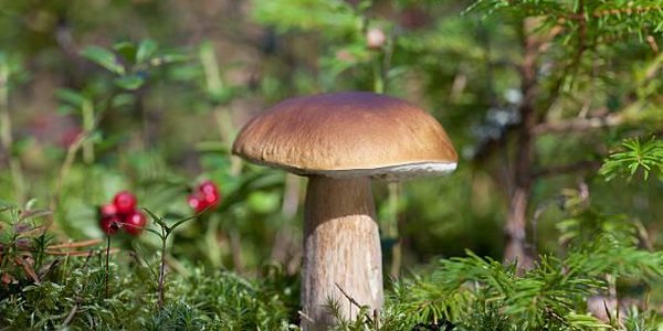 Минсельхоз решил взять под контроль сбор грибов и ягод