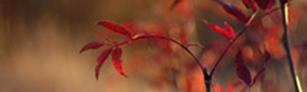 Владивосток ожидают теплые выходные