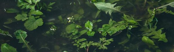 Кратковременные дожди с грозами пройдут в Приморье