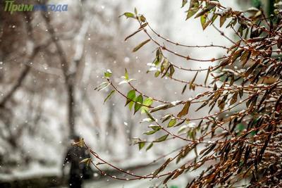 В пятницу во Владивостоке ожидается мокрый снег