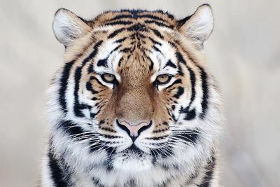 Ещё одного тигра поймали недалеко от Владивостока