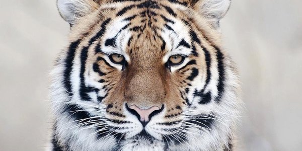 Ещё одного тигра поймали недалеко от Владивостока