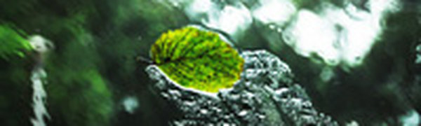 Наиболее интенсивный дождь во Владивостоке пройдет завтра утром