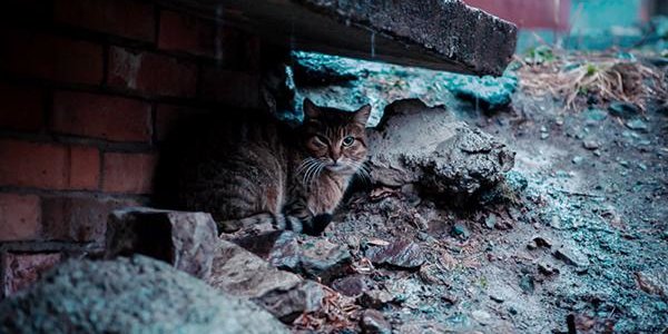 Неустойчивая погода и небольшие дожди ожидаются в Приморье