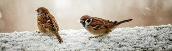 На выходных во Владивостоке выпало 2,5 мм снега