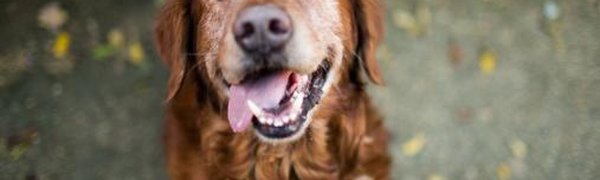 Большие собаки помогают хозяевам похудеть