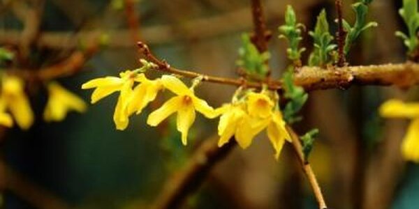 Потепление в Приморье начнется с пятницы