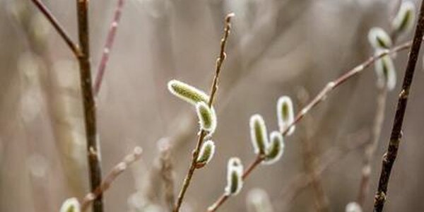 Похолодание придет в Приморье в среду