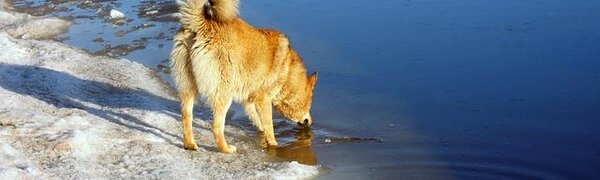 В этом году процесс вскрытия рек в Приморье на 4 — 12 дней раньше обычного