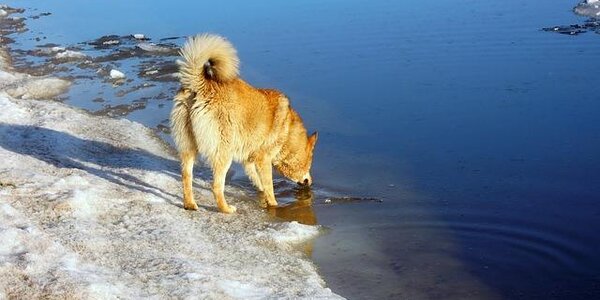 В этом году процесс вскрытия рек в Приморье на 4 — 12 дней раньше обычного