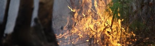 Во Владивостоке запрещено посещение лесов из-за угрозы пожаров