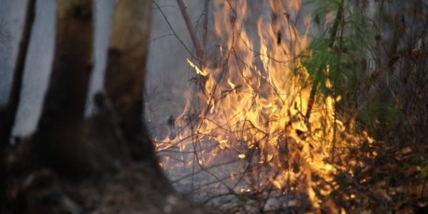 Во Владивостоке запрещено посещение лесов из-за угрозы пожаров