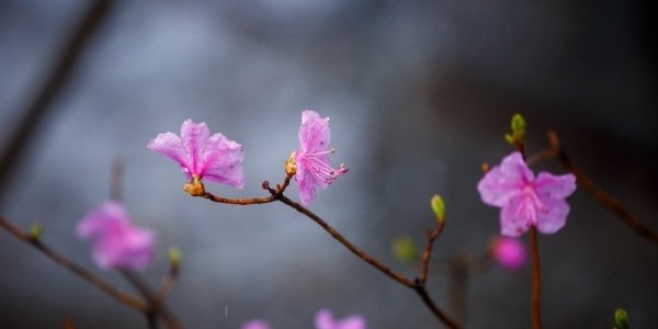 Во второй половине дня в Приморье начнутся дожди