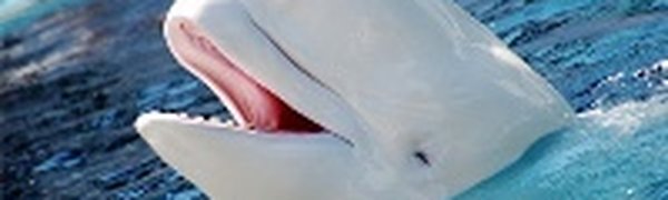 Опубликована работа о говорящей белухе