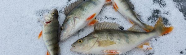 Прогноз погоды для рыбаков-любителей на 8 – 10 декабря