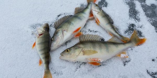 Прогноз погоды для рыбаков-любителей на 8 – 10 декабря