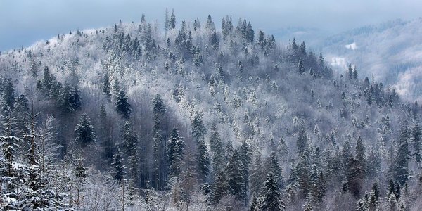 Погоду почти по всему Дальнему Востоку формирует мощный сибирский антициклон
