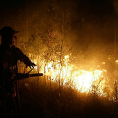 Лесные пожары бушуют в России(ФОТО)