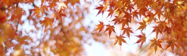 На Дальнем Востоке прошедшая осень стала самой тёплой в истории