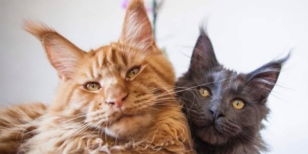 В Японии два кота третий год не могут попасть в музей