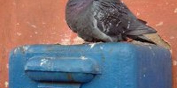 Почтовый голубь из Японии по ошибке долетел до Южных Курил