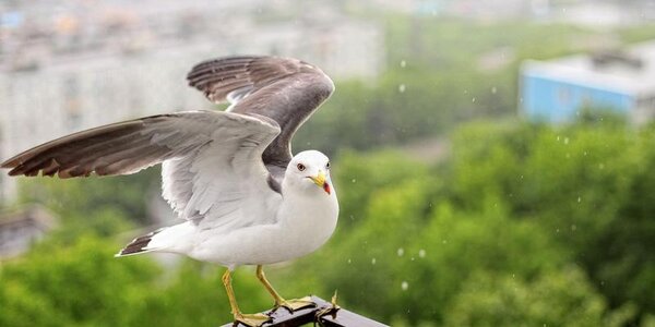 Погода в Приморье начнет улучшаться со вторника