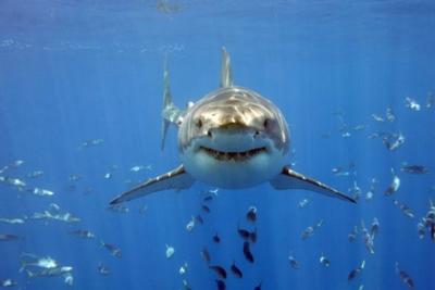 Этим летом акулы будут нападать на людей чаще