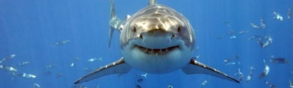 Этим летом акулы будут нападать на людей чаще