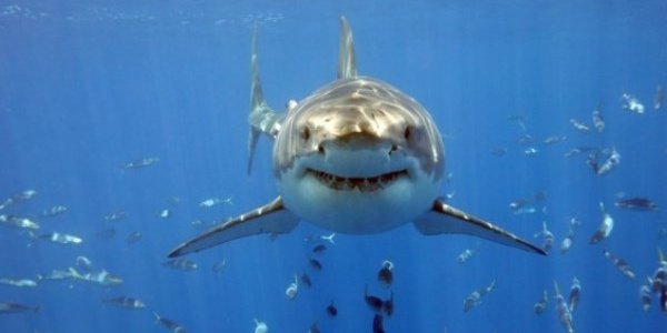 Этим летом акулы будут нападать на людей чаще