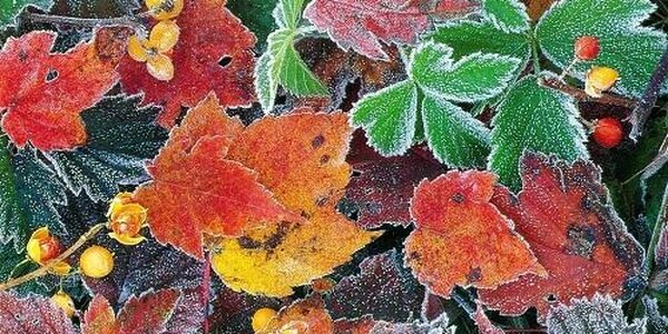 Синоптики рассказали о погоде на выходных в Приморье и Владивостоке