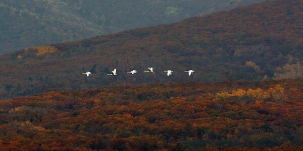 Похолодание ожидается в Приморье на этой неделе